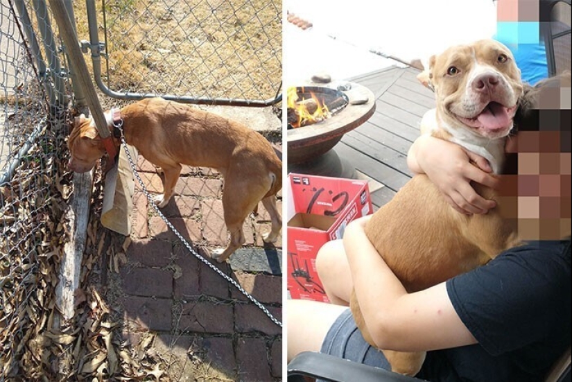 33 photos of dogs before and after the rescue that touch the soul