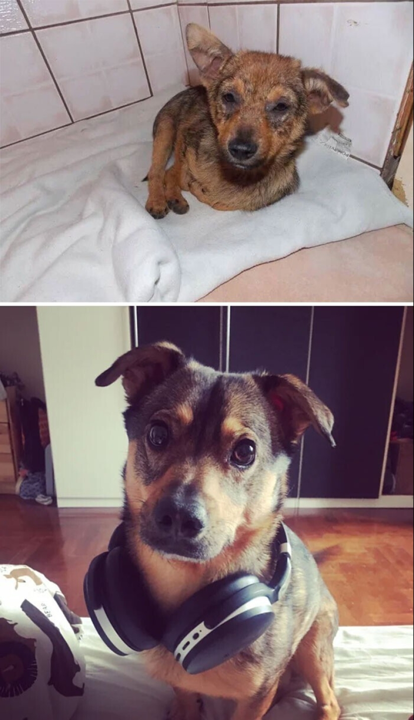 33 photos of dogs before and after the rescue that touch the soul