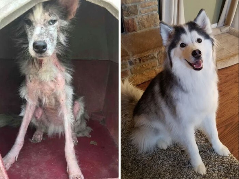 33 photos of dogs before and after the rescue that touch the soul