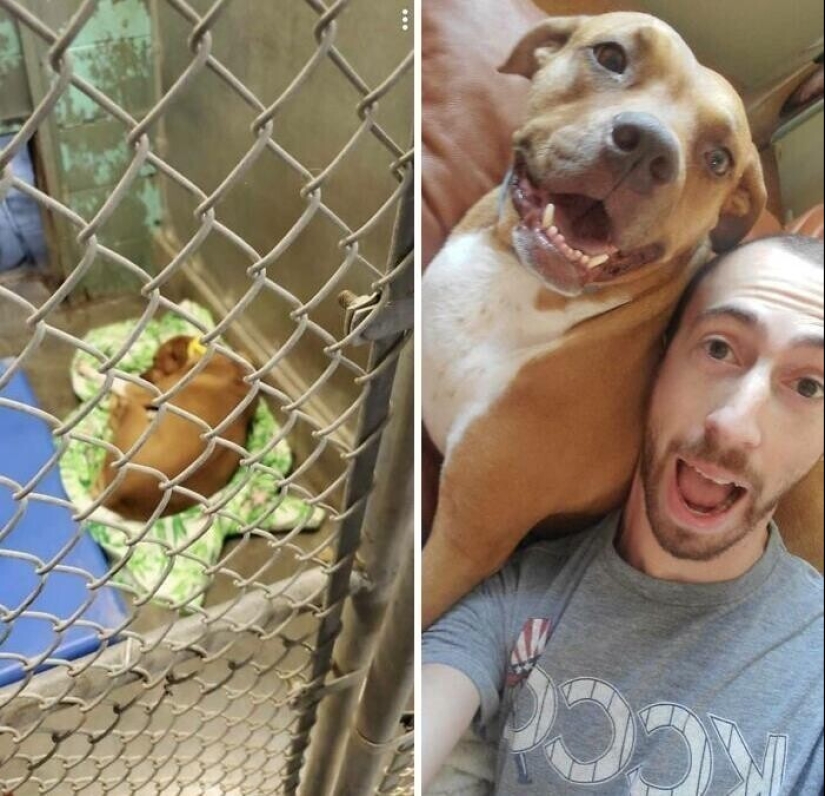 33 photos of dogs before and after the rescue that touch the soul