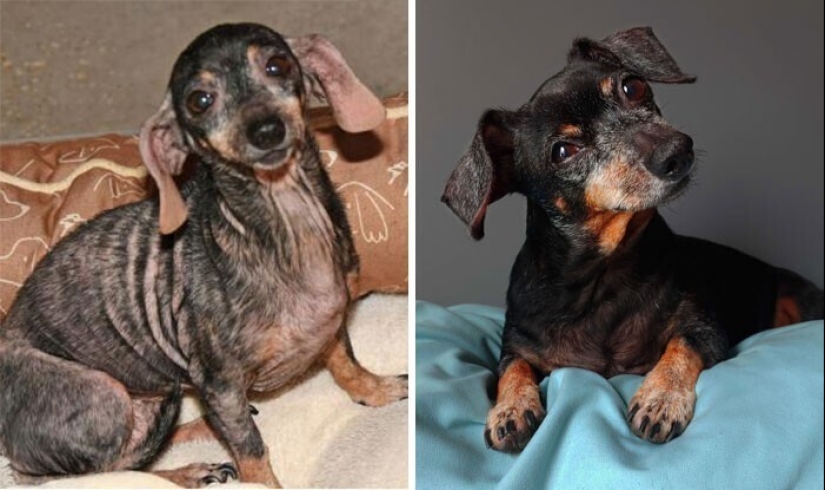 33 photos of dogs before and after the rescue that touch the soul