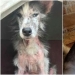 33 photos of dogs before and after the rescue that touch the soul