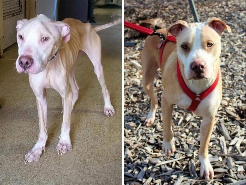 33 photos of dogs before and after the rescue that touch the soul