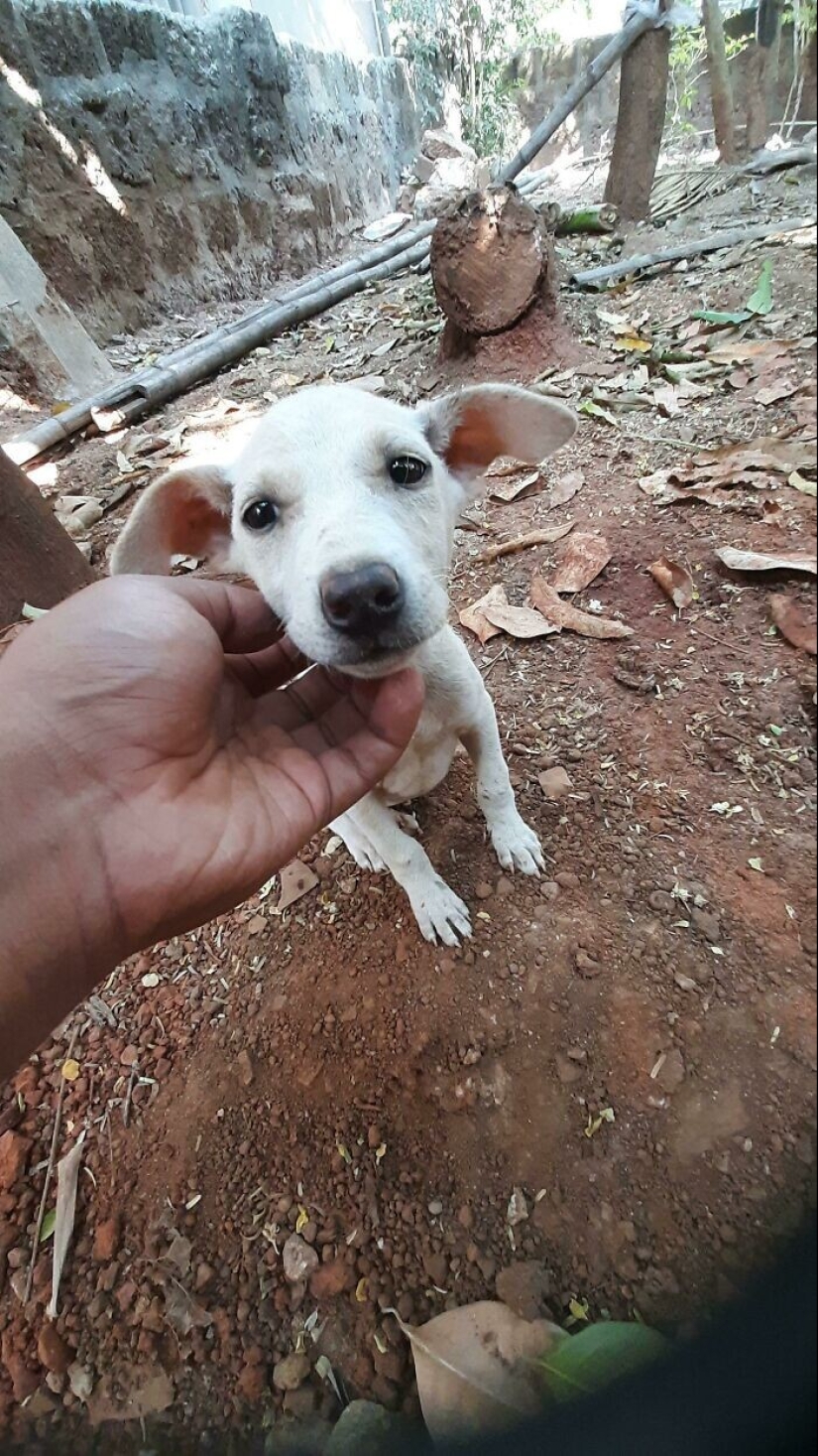 35 fotos conmovedoras de animales a los que se les ha dado una nueva vida