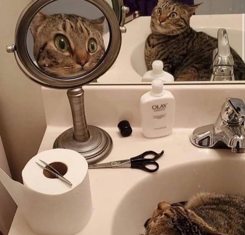 35 fotos de gatos tan divertidos y sus divertidas travesuras