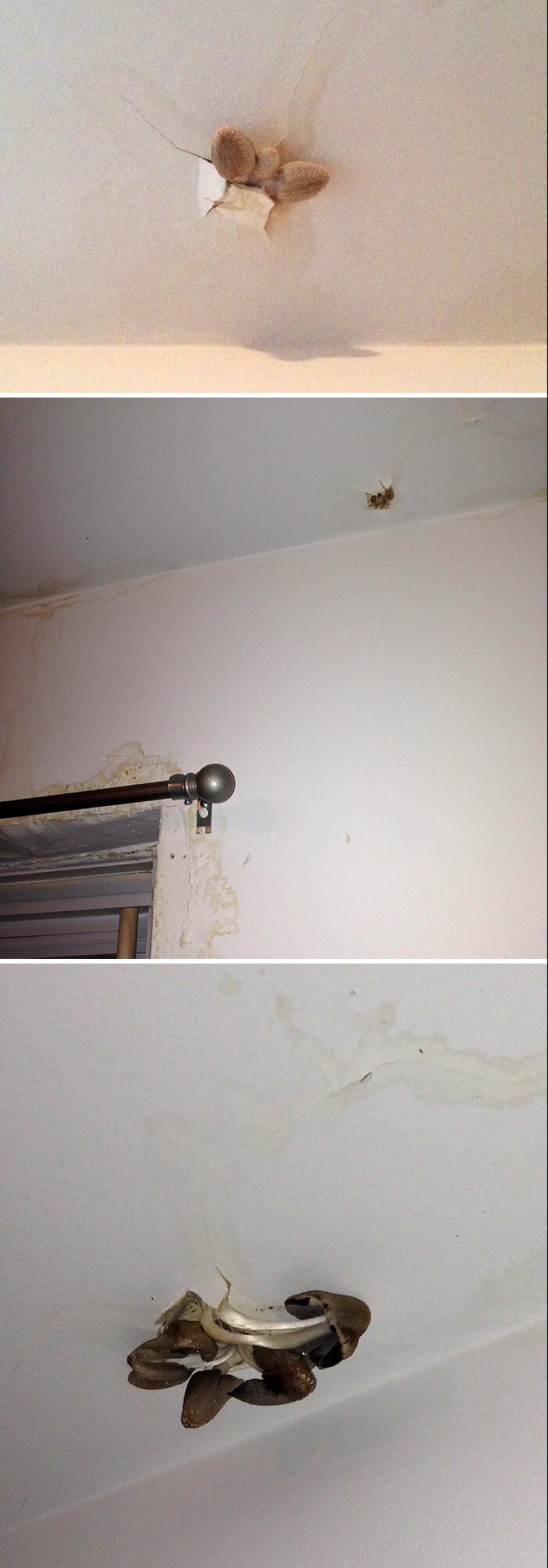 35 fotos sobre qué tipo de horror puedes encontrar en apartamentos alquilados