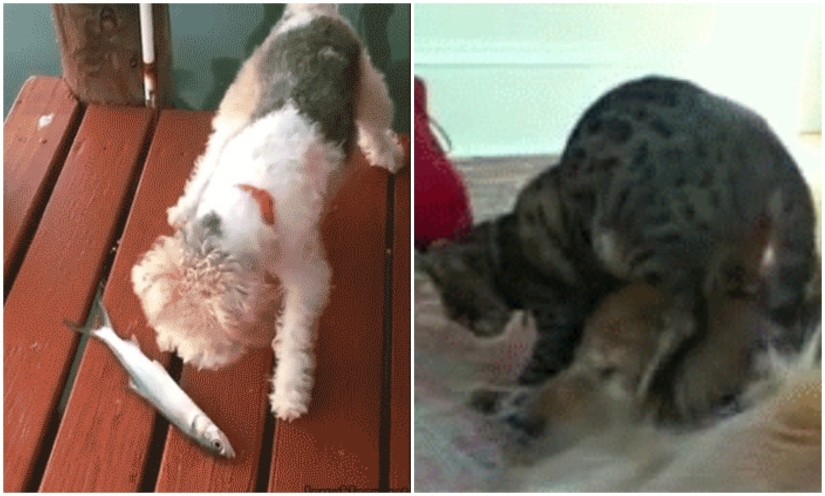 35 hilarious gifs with impudent animals