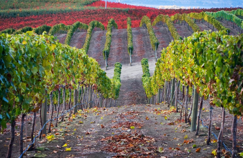 35 most beautiful vineyards in the world