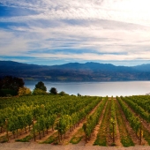 35 most beautiful vineyards in the world