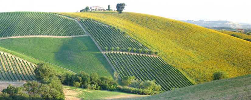 35 most beautiful vineyards in the world