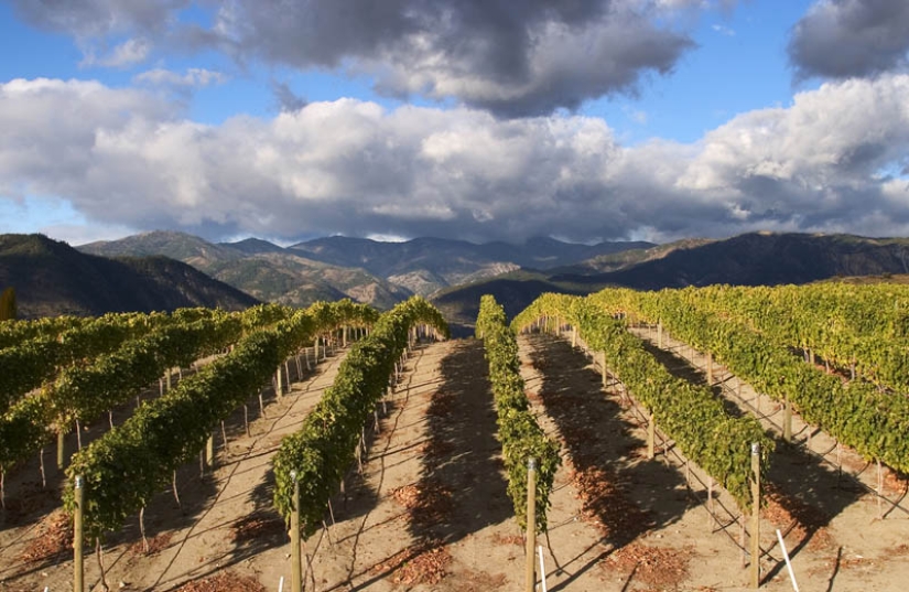 35 most beautiful vineyards in the world