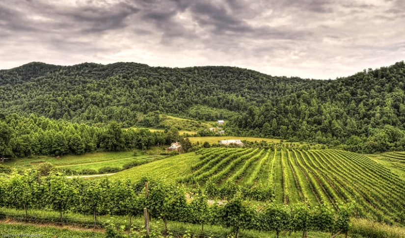 35 most beautiful vineyards in the world