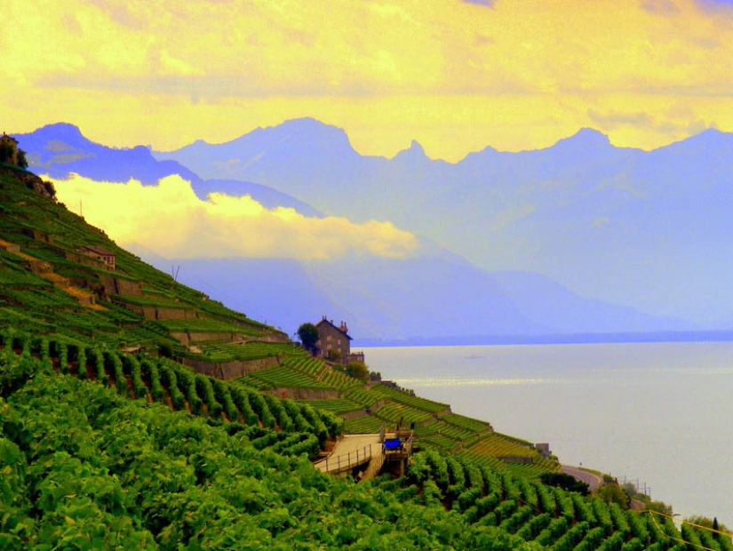 35 most beautiful vineyards in the world