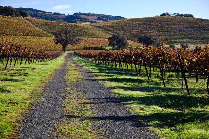 35 most beautiful vineyards in the world