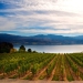 35 most beautiful vineyards in the world