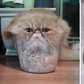 35 photos of such funny cats and their hilarious antics