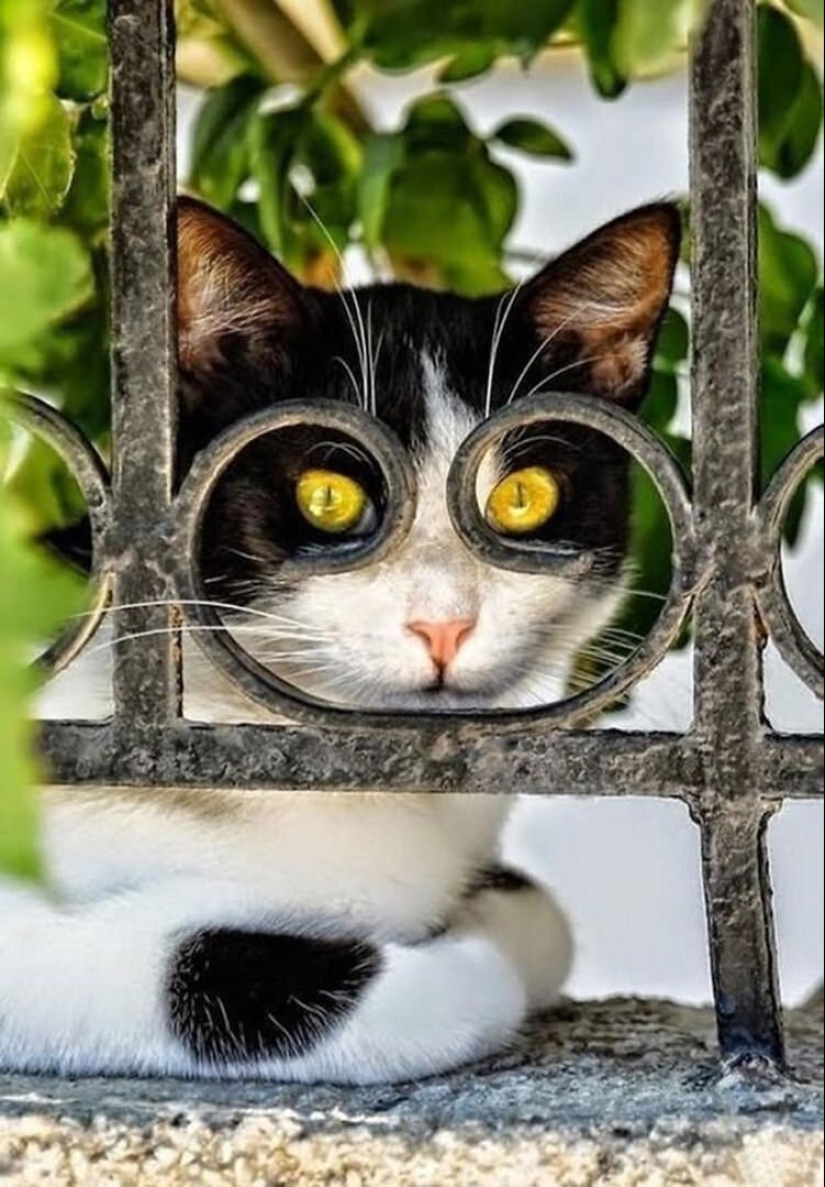 35 photos of such funny cats and their hilarious antics