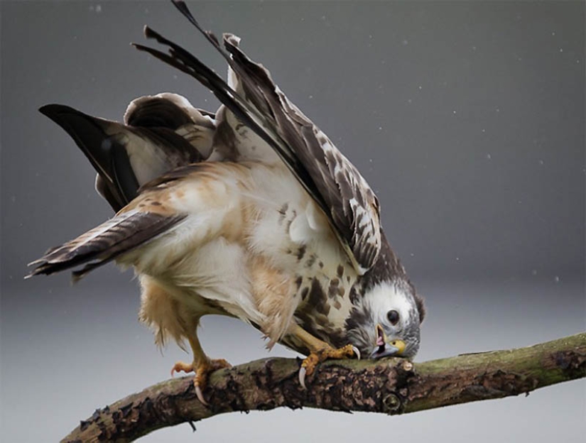 40 de las fotos de animales más exitosas tomadas en el momento adecuado