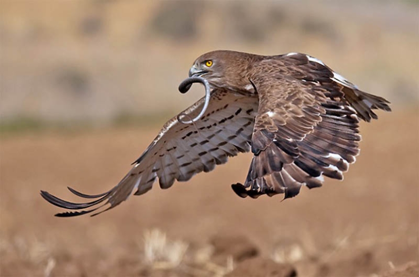 40 de las fotos de animales más exitosas tomadas en el momento adecuado