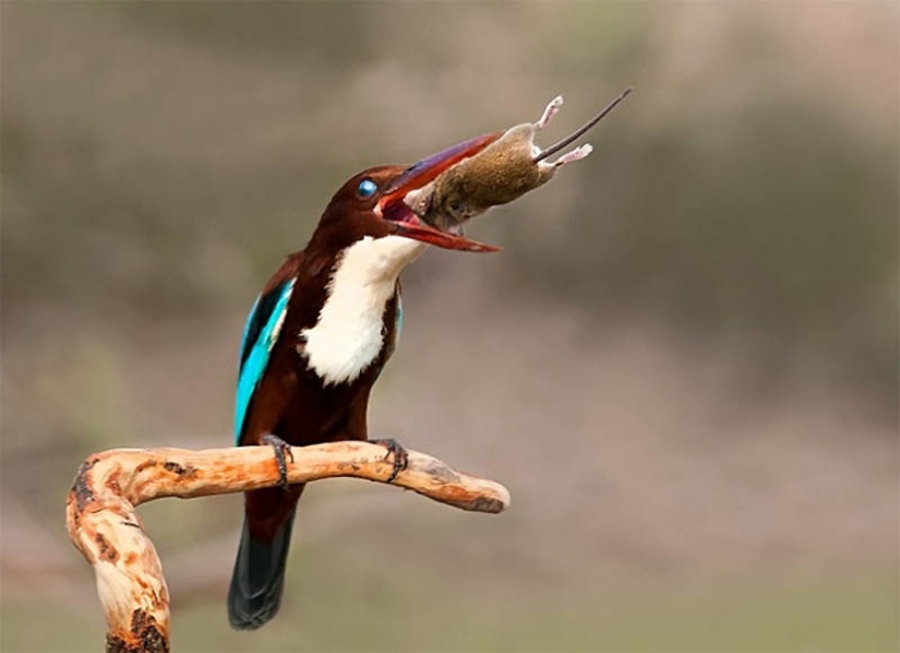 40 de las fotos de animales más exitosas tomadas en el momento adecuado