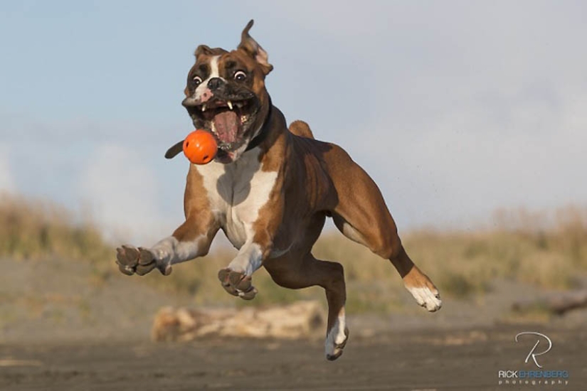 40 de las fotos de animales más exitosas tomadas en el momento adecuado