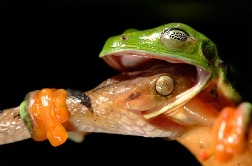 40 de las fotos de animales más exitosas tomadas en el momento adecuado