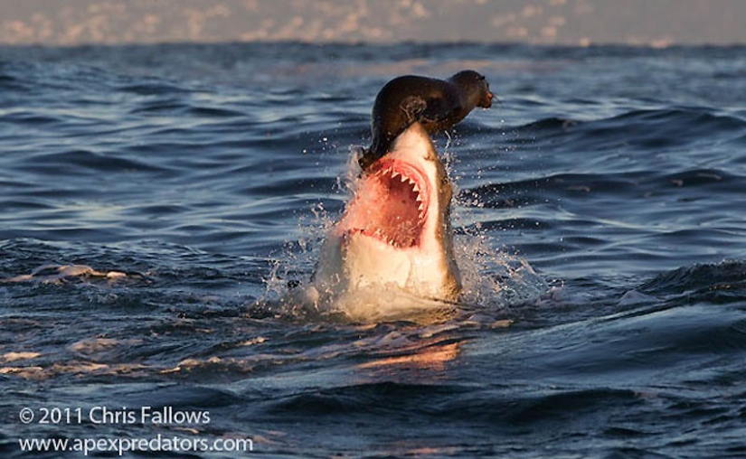 40 de las fotos de animales más exitosas tomadas en el momento adecuado