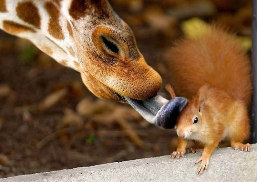 40 de las fotos de animales más exitosas tomadas en el momento adecuado