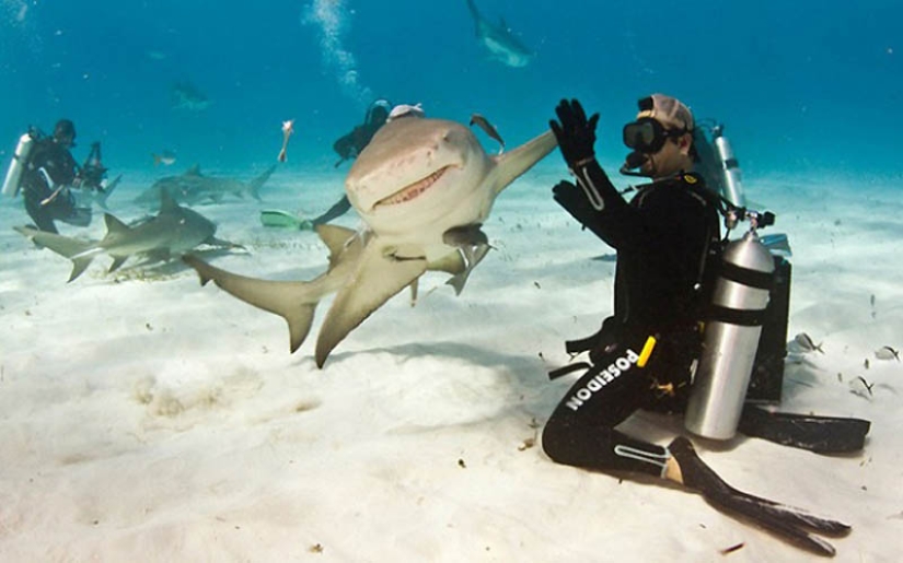 40 de las fotos de animales más exitosas tomadas en el momento adecuado