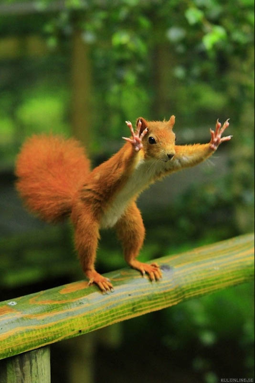 40 de las fotos de animales más exitosas tomadas en el momento adecuado