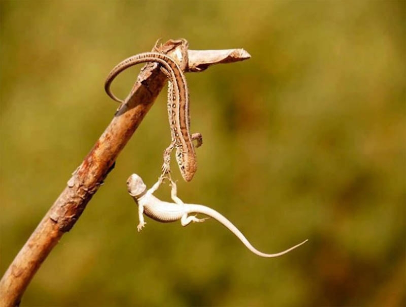 40 de las fotos de animales más exitosas tomadas en el momento adecuado