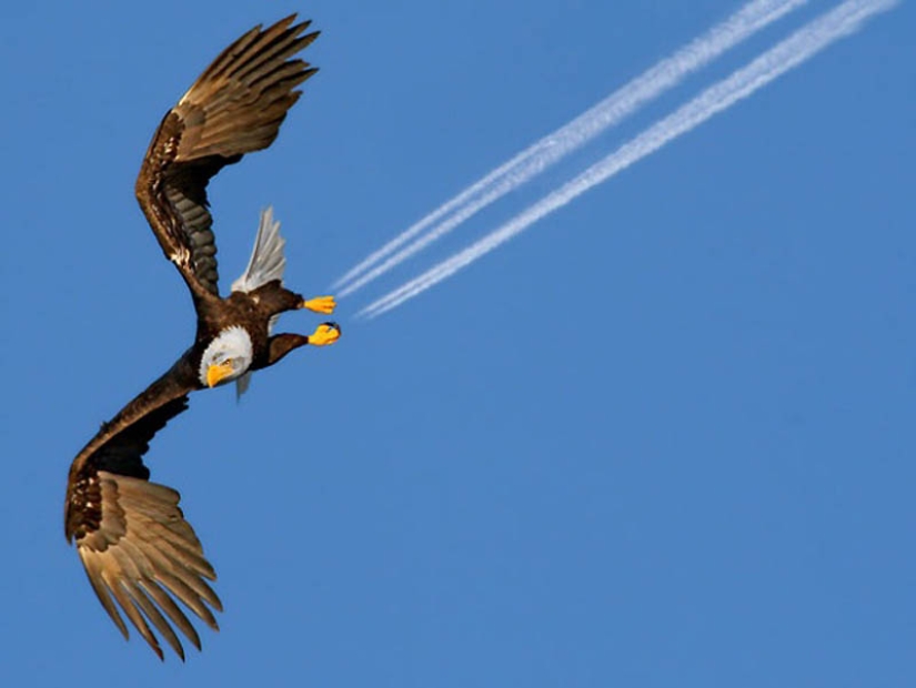 40 de las fotos de animales más exitosas tomadas en el momento adecuado