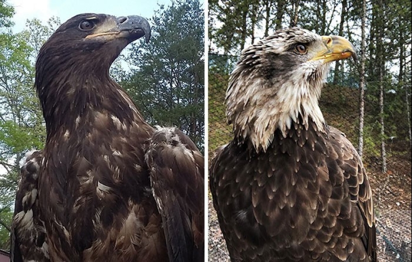 40 divertidas comparaciones fotográficas que abren una nueva visión del mundo