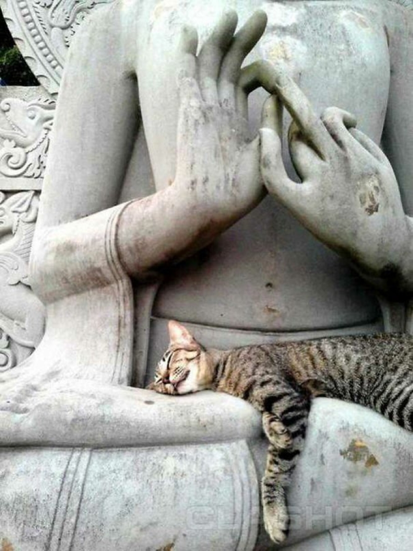 40 fotos que demuestran que los gatos pueden dormir en cualquier lugar