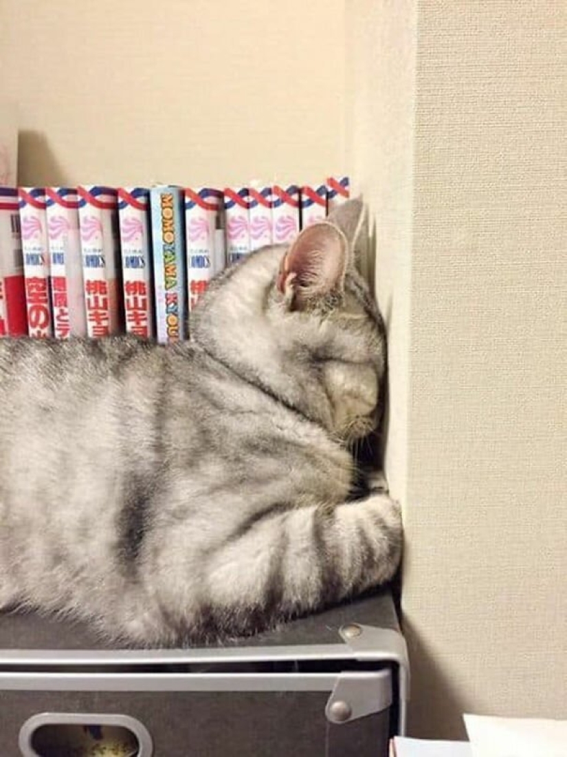 40 fotos que demuestran que los gatos pueden dormir en cualquier lugar