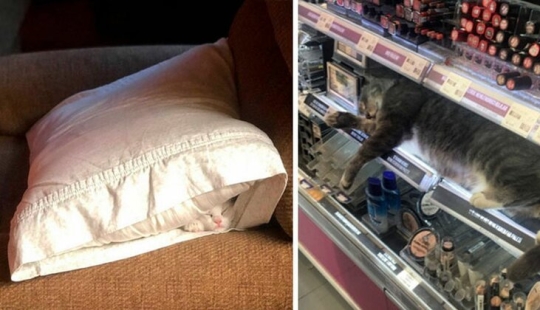 40 fotos que demuestran que los gatos pueden dormir en cualquier lugar