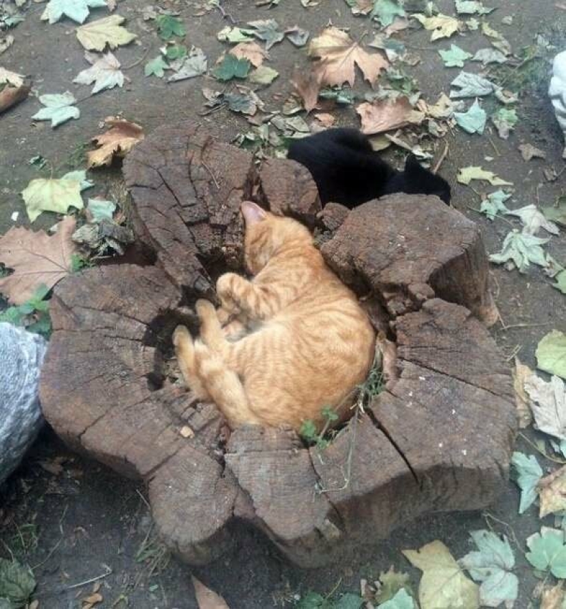 40 fotos que demuestran que los gatos pueden dormir en cualquier lugar