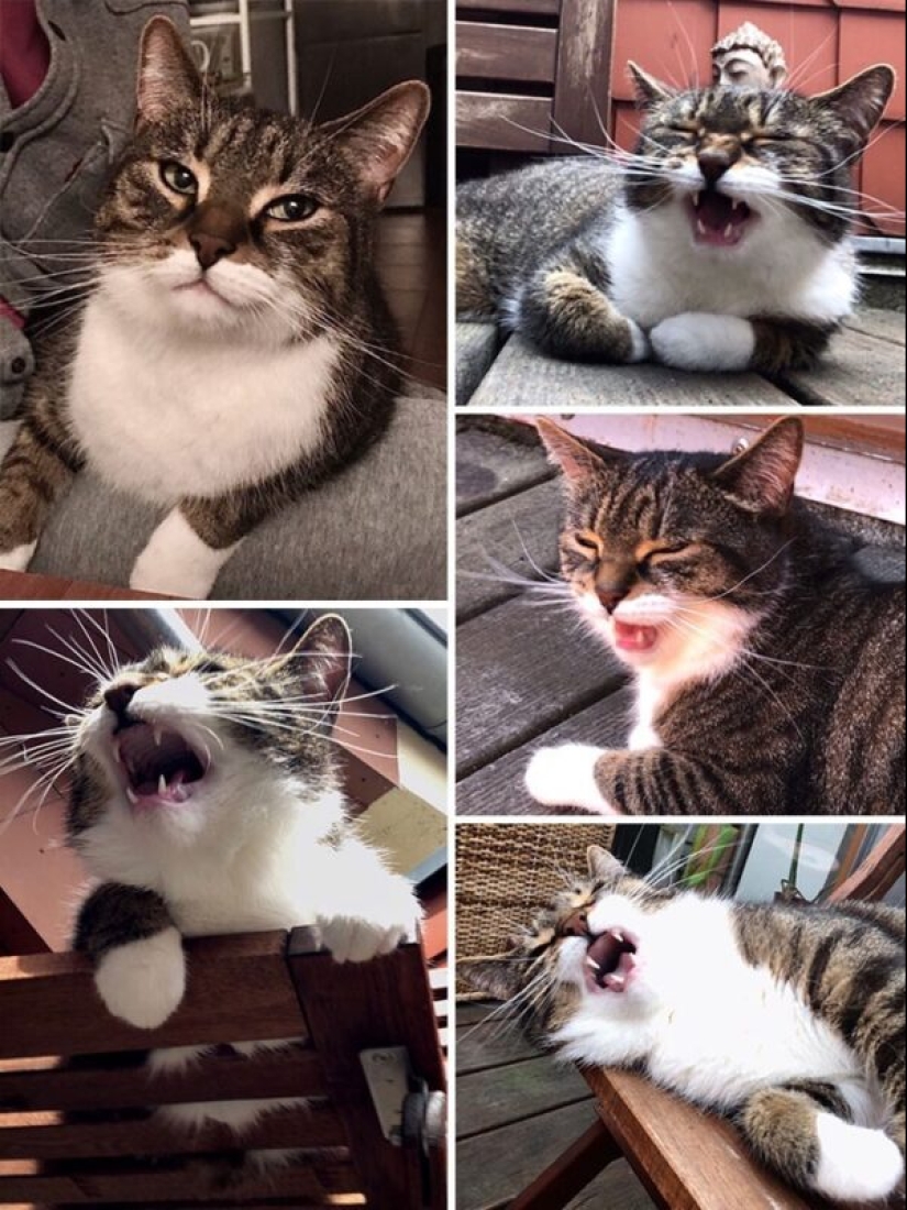 40 incredibly dramatic cats who for some reason still don't have an Oscar