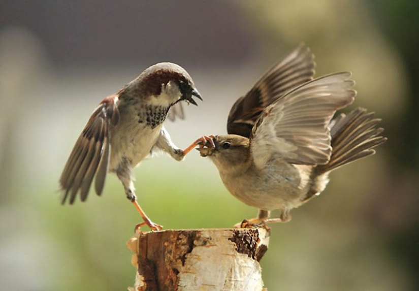 40 of the most successful animal photos taken at the right moment