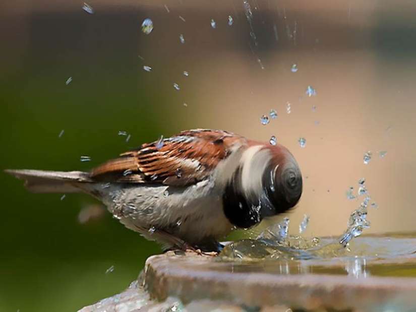 40 of the most successful animal photos taken at the right moment