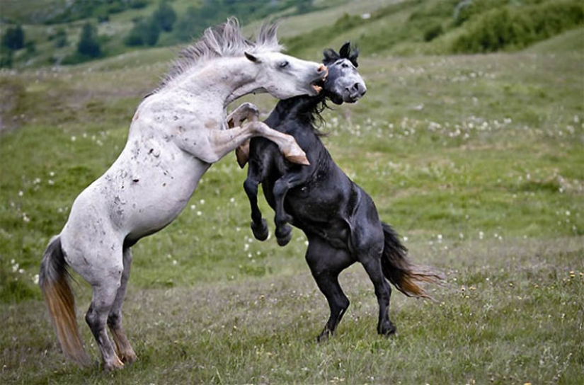 40 of the most successful animal photos taken at the right moment