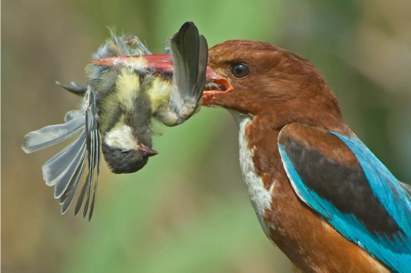 40 of the most successful animal photos taken at the right moment