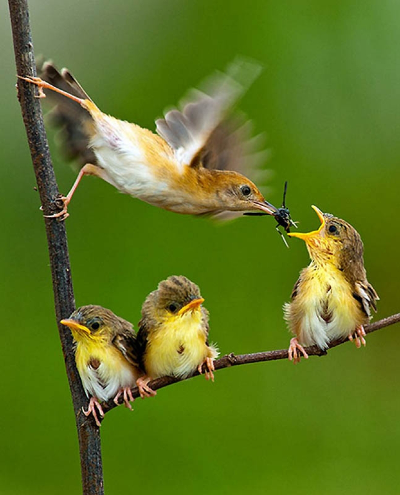 40 of the most successful animal photos taken at the right moment