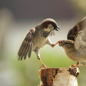 40 of the most successful animal photos taken at the right moment