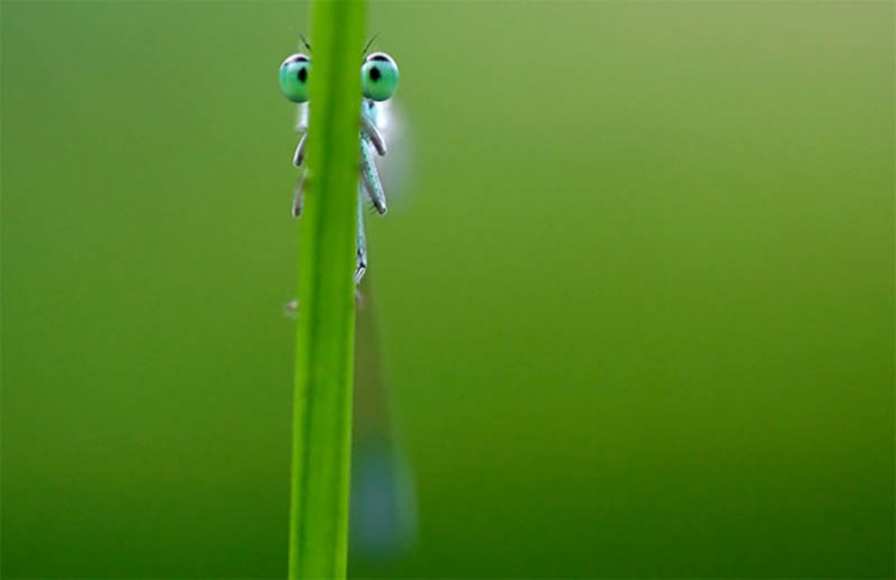 40 of the most successful animal photos taken at the right moment