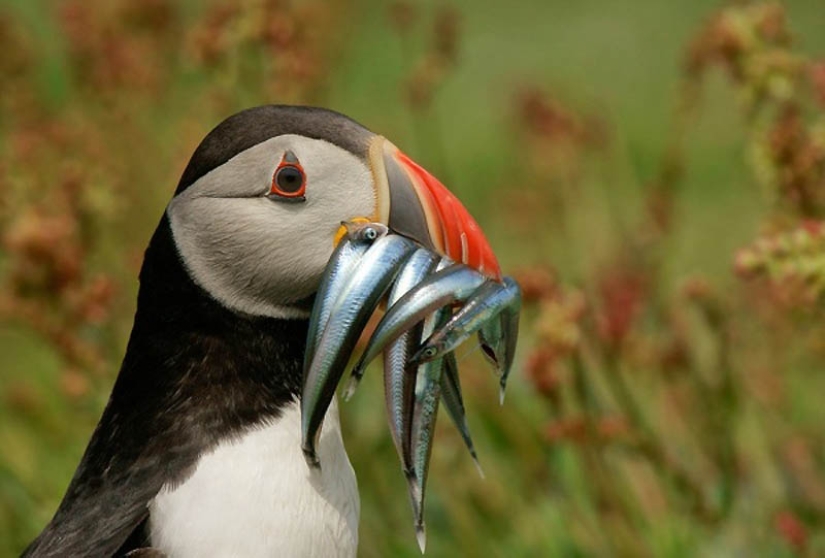 40 of the most successful animal photos taken at the right moment