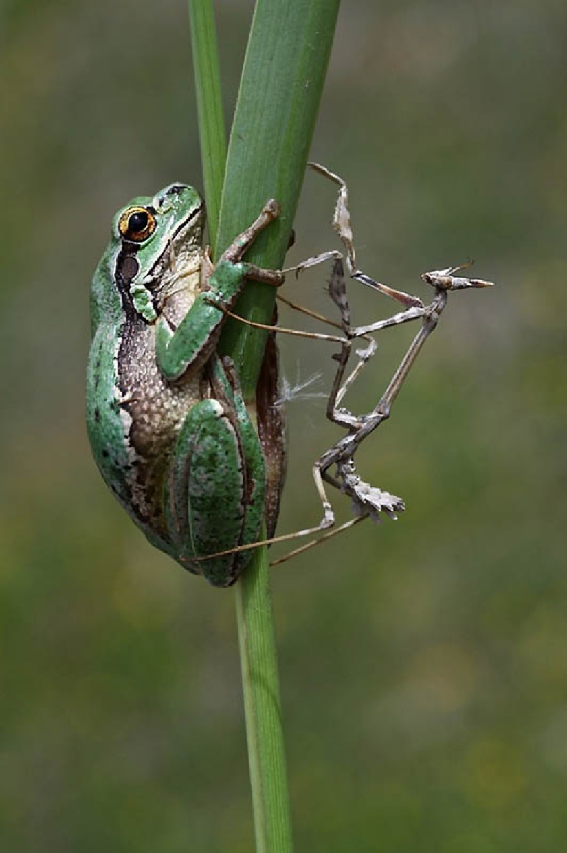 40 of the most successful animal photos taken at the right moment