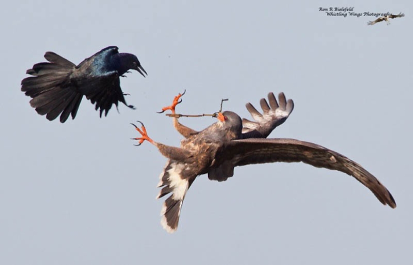 40 of the most successful animal photos taken at the right moment