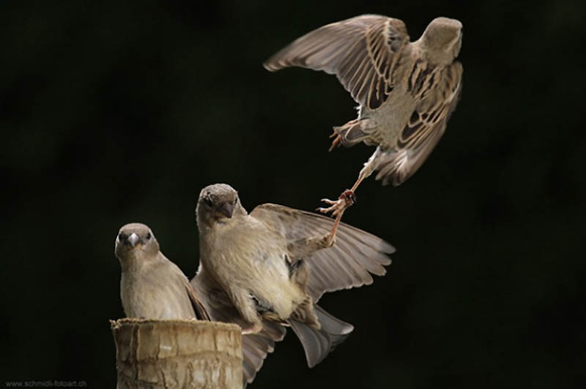 40 of the most successful animal photos taken at the right moment