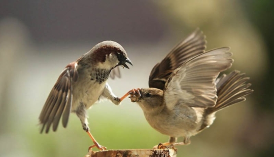 40 of the most successful animal photos taken at the right moment